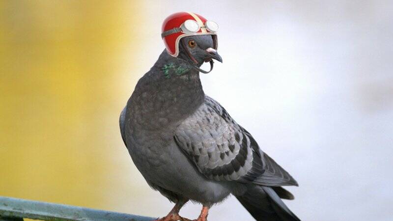 Feather Power: Homing pigeon, helmet and goggles all ready to go. Australia Post should forget the drones it’s looking at because pigeons could be a better solution.