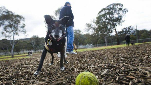 OUR SAY: New system for accommodating lost dogs has merit