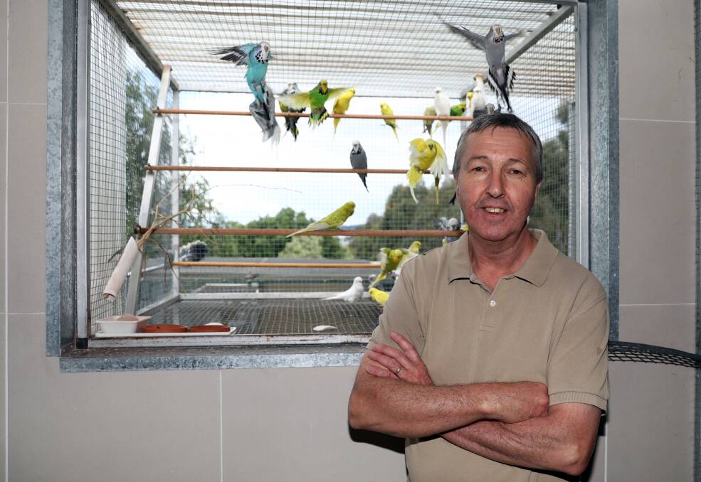 BIRDS OF A FEATHER: Lindsay Fardell is ready for Saturday's Mid State Budgerigar Club's annual show at Orange Showground. Photo: ANDREW MURRAY 1124ambug1