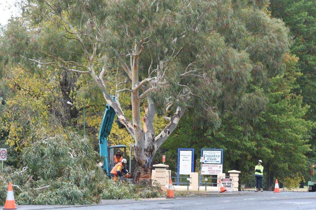 DOWN IT COMES: One of the Forest Road trees being felled on Thursday. Photo: JUDE KEOGH