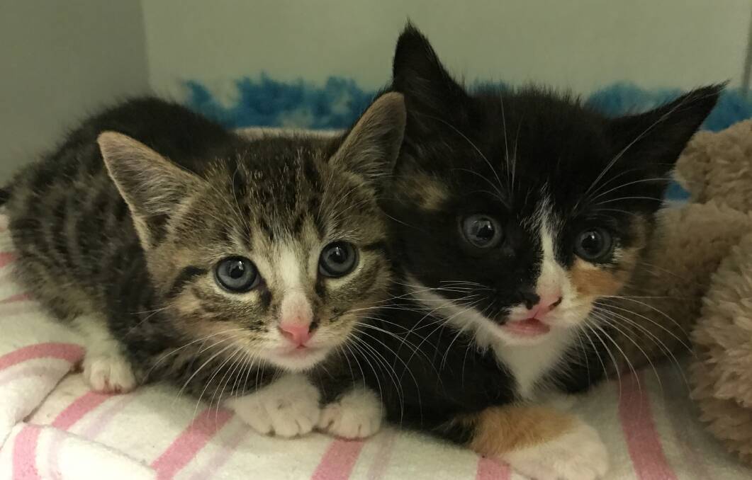 TWICE THE FUN: Maeve and Carrie are ready to adopt. Photo: CONTRIBUTED