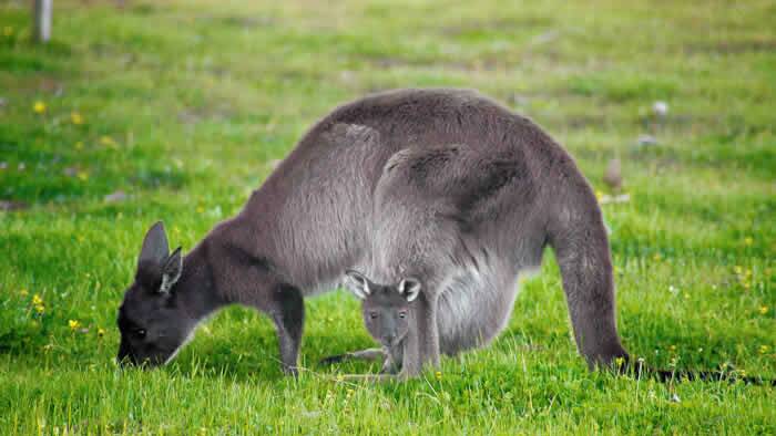 LETTER TO THE EDITOR: ‘No plans’ to remove hospital’s kangaroos