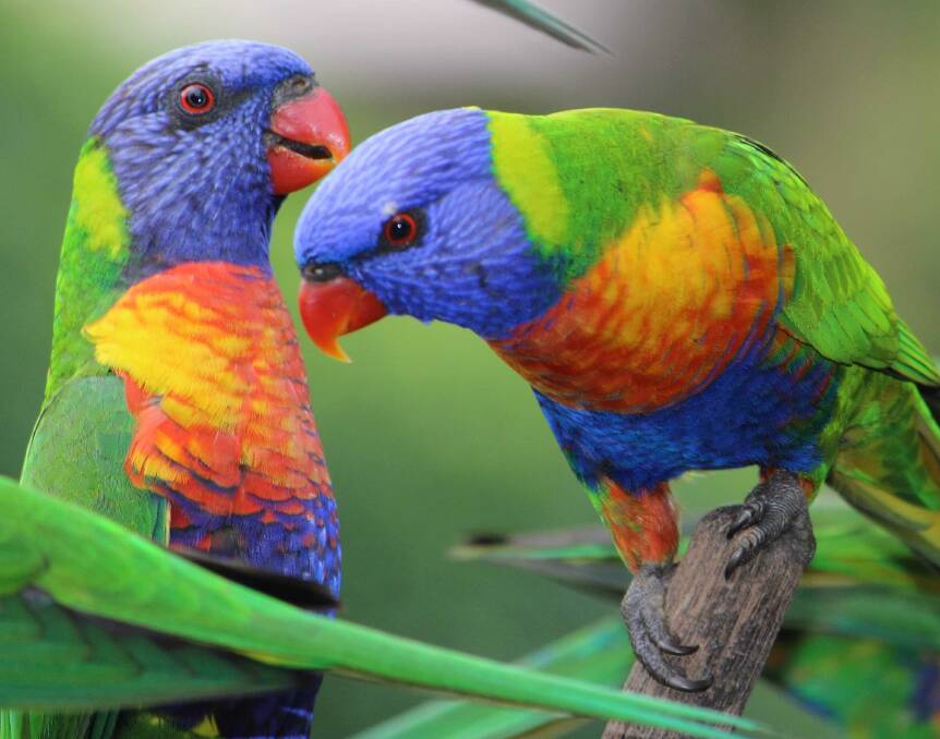 PLENTIFUL: Rainbow Lorikeets were the most commonly seen bird in the recent Aussie Backyard Bird Count. Photo: FILE PHOTO