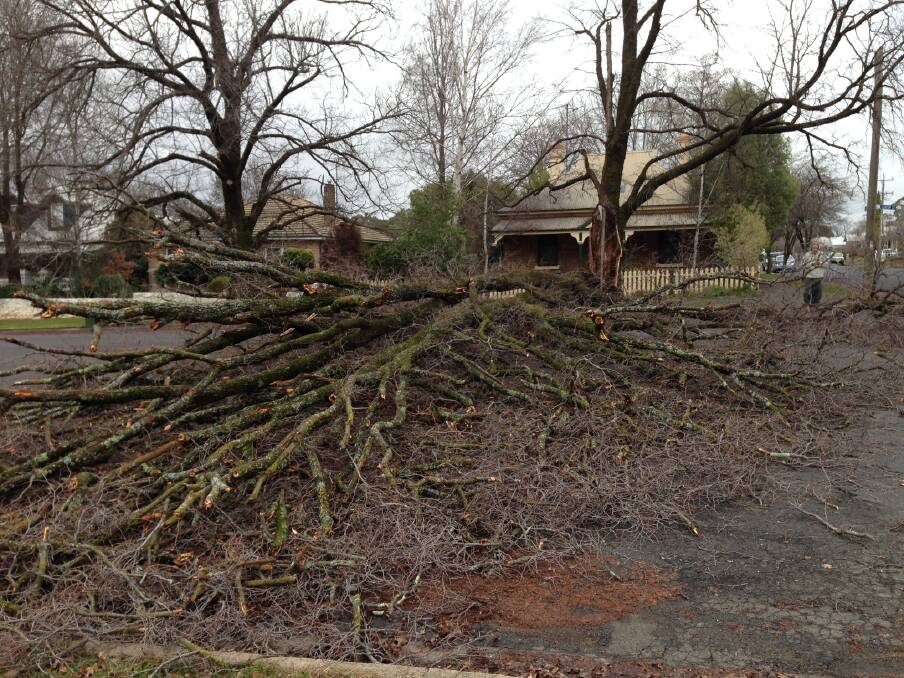 Photos of the fallen trees in Orange on Saturday