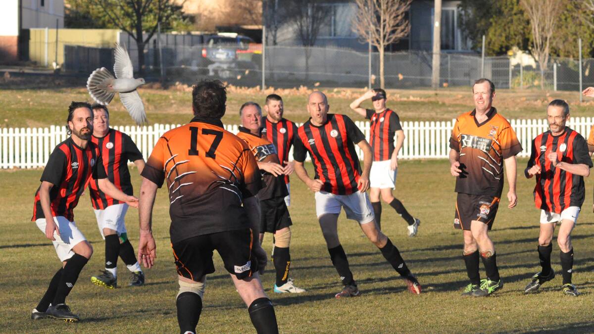 FLYING PAST: The local livestock from Millthorpe’s Redmond Oval made a sudden impact on the over 35s match between Millthorpe Tigers and Denley Moor on Saturday. Photo: CONTRIBUTED
