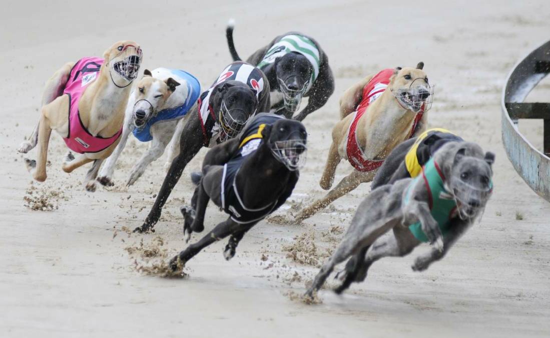 CLARIFICATION: "While there may be social impacts from the greyhound racing ban, there is no evidence to suggest there is a direct link to suicidality" - Pete Shmigel.