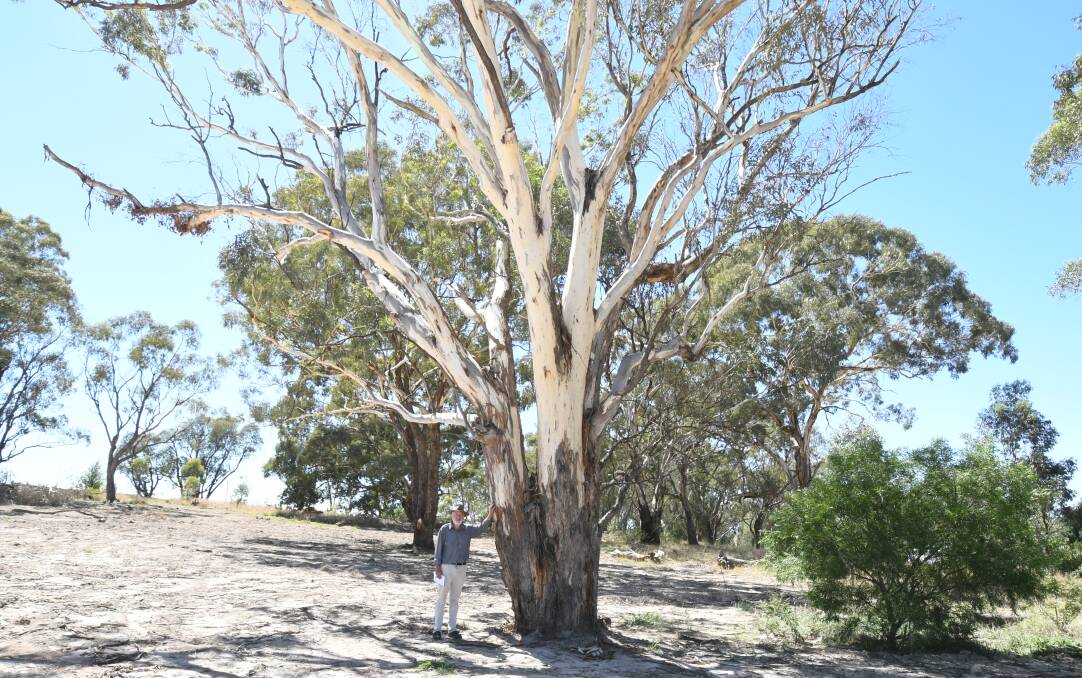 HEARTBREAKING: Nick King with the tree in a reserve off Stevenson Way in north Orange which has been poisoned. Photo: JUDE KEOGH 0215jkearth3