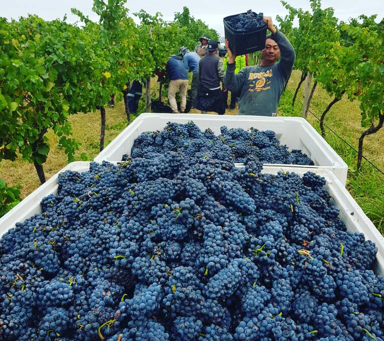 FRUITFUL HAUL: The harvest of Pinot Noir grapes at the Annangrove Park vineyard of See Saw Wines. Note the tight bunches of the Pinot variety, so named for the shape that resembles pine cones. This fruit will end up as top quality Orange region sparkling wine.