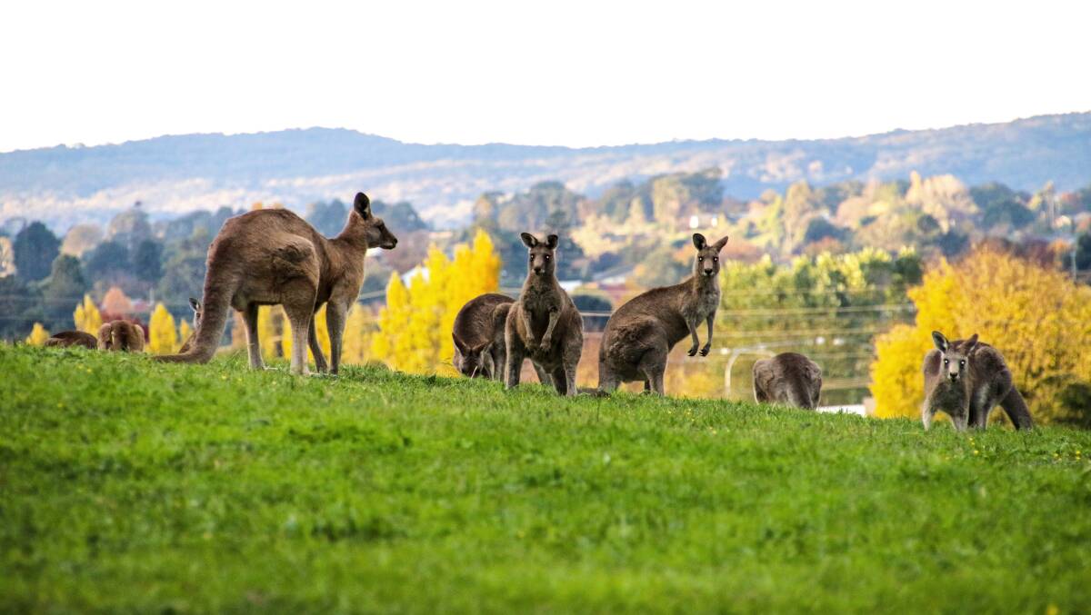 FRIENDLY FACES: Kangaroos on the TAFE property adjacent to the Country Club golf course and Bloomfield Hospital. Photo: LEE PICKETT