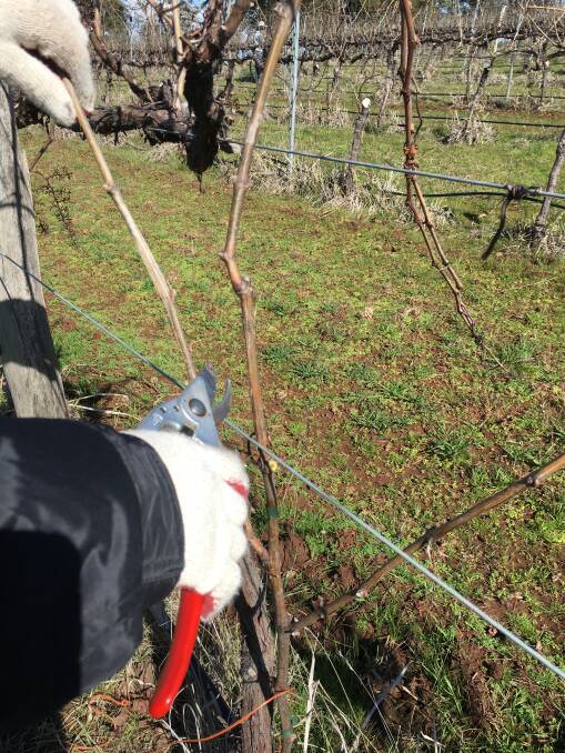 IT'S TIME: All the wet weathe rmeans pruning grape vines is a priority. Photo: CONTRIBUTED