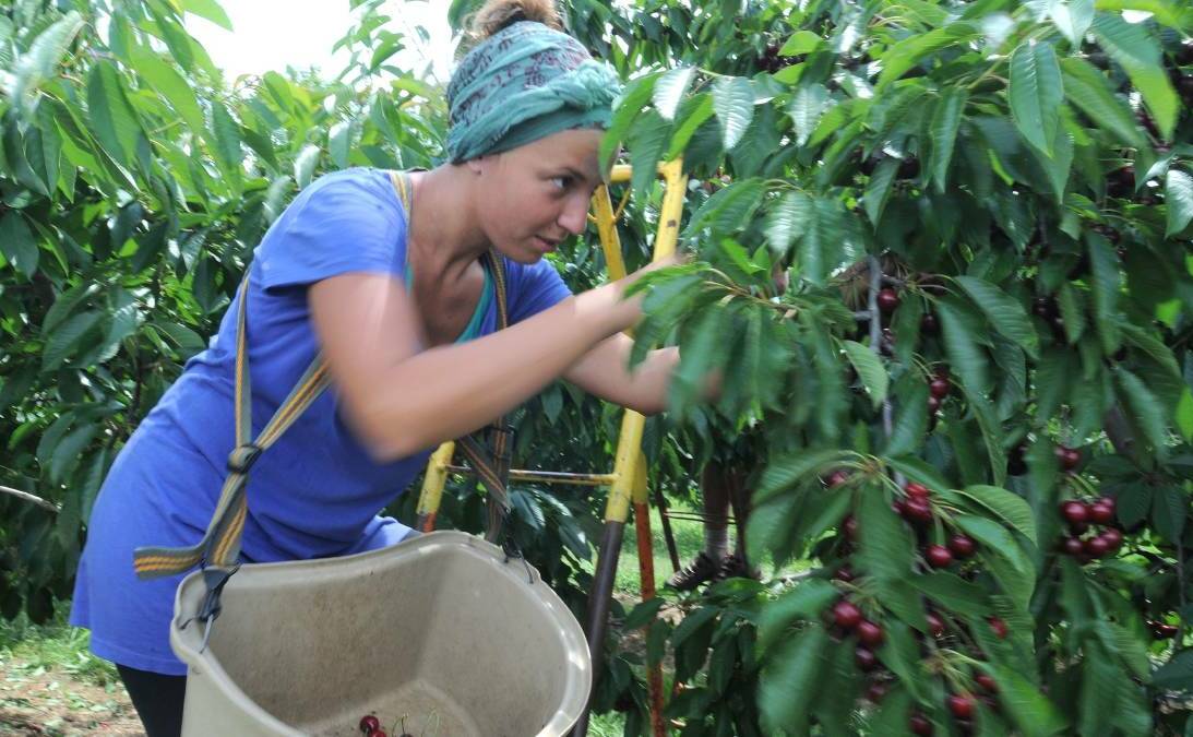 KEEN TO WORK: Sabrina Monibello picks cherries at Guy Gaeta's orchard near Orange. According to Bruce Reynolds more backpackers are needed in our orchards.