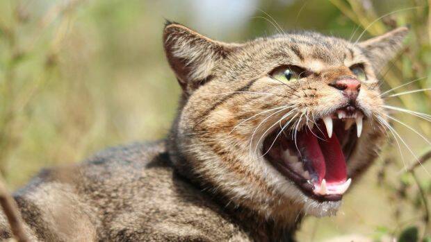 DANGEROUS: Feral cats are considered the single biggest threat to native wildlife. Photo: SMH