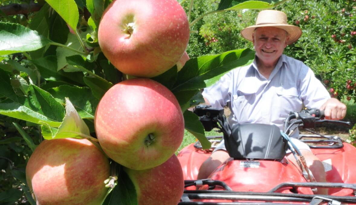 WAX ON, WAX OFF: Orchardist Peter Darley will save $60,000 thanks to the supermarkets allowing unwaxed fruit onto their shelves. Photo: JUDE KEOGH 