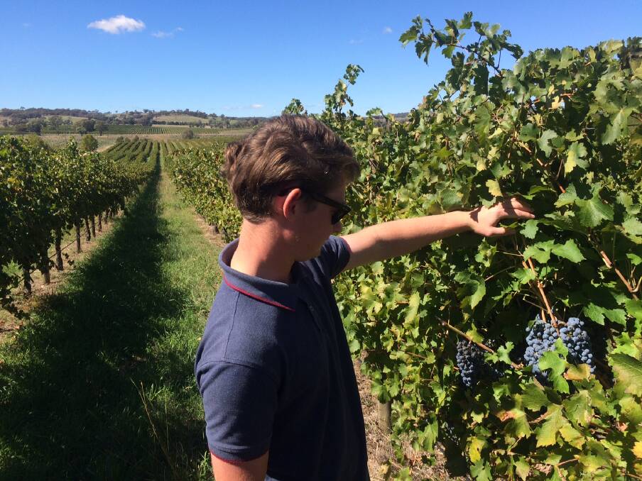 ON TRACK: Daniel Wright from Cumulus takes a look at some pretty good looking Cabernet fruit at the Little Boomey Vineyard. Photo: CONTRIBUTED
