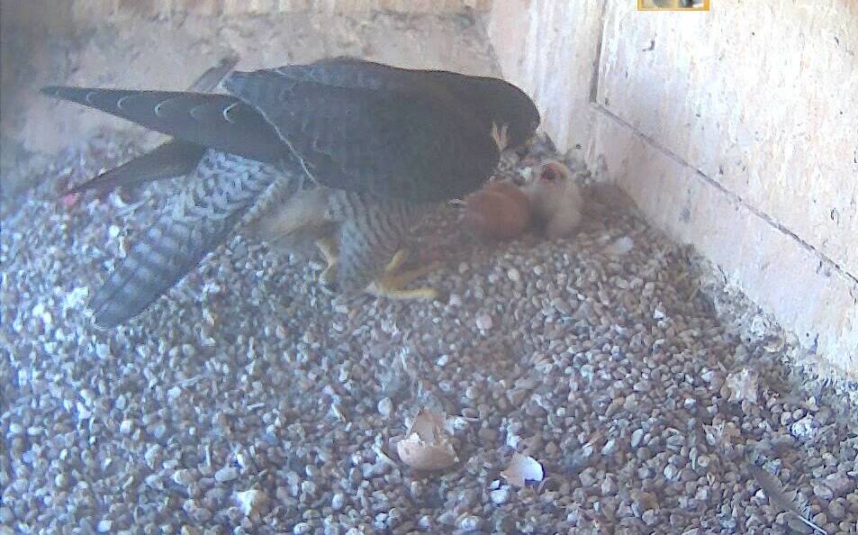 WELCOME ADDITION: The baby peregrine falcon being tended to by its mother. Photo: CSU