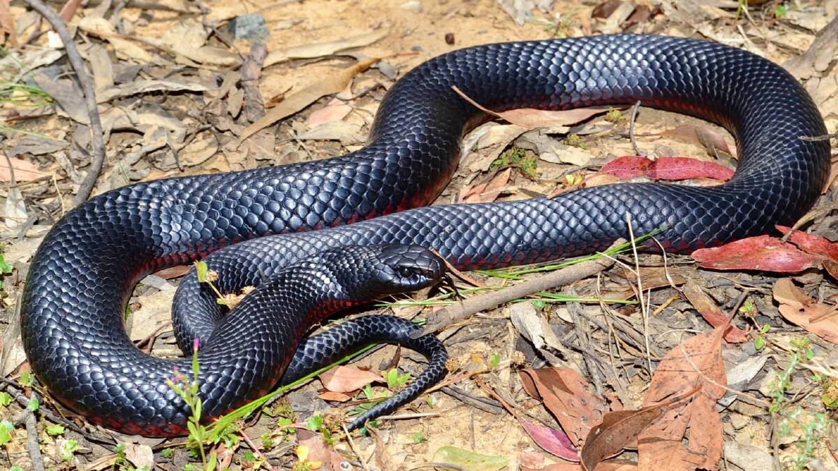 BETTER SAFE THAN SORRY: A red bellied black snake captured near Clifton Grove this summer. Photo: FACEBOOK
