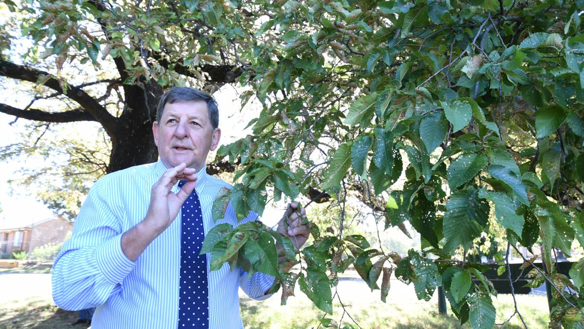 ON THE MEND: Mayor Reg Kidd examines an elm tree in Newman Park with beetle damage. 0116jkelm4