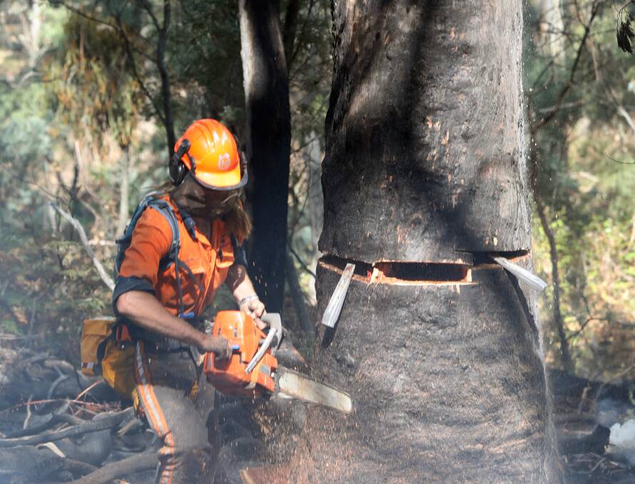 An RFS volunteer fells an unsafe tree at the foot of Mount Canobolas. Photo: ANDREW MURRAY
