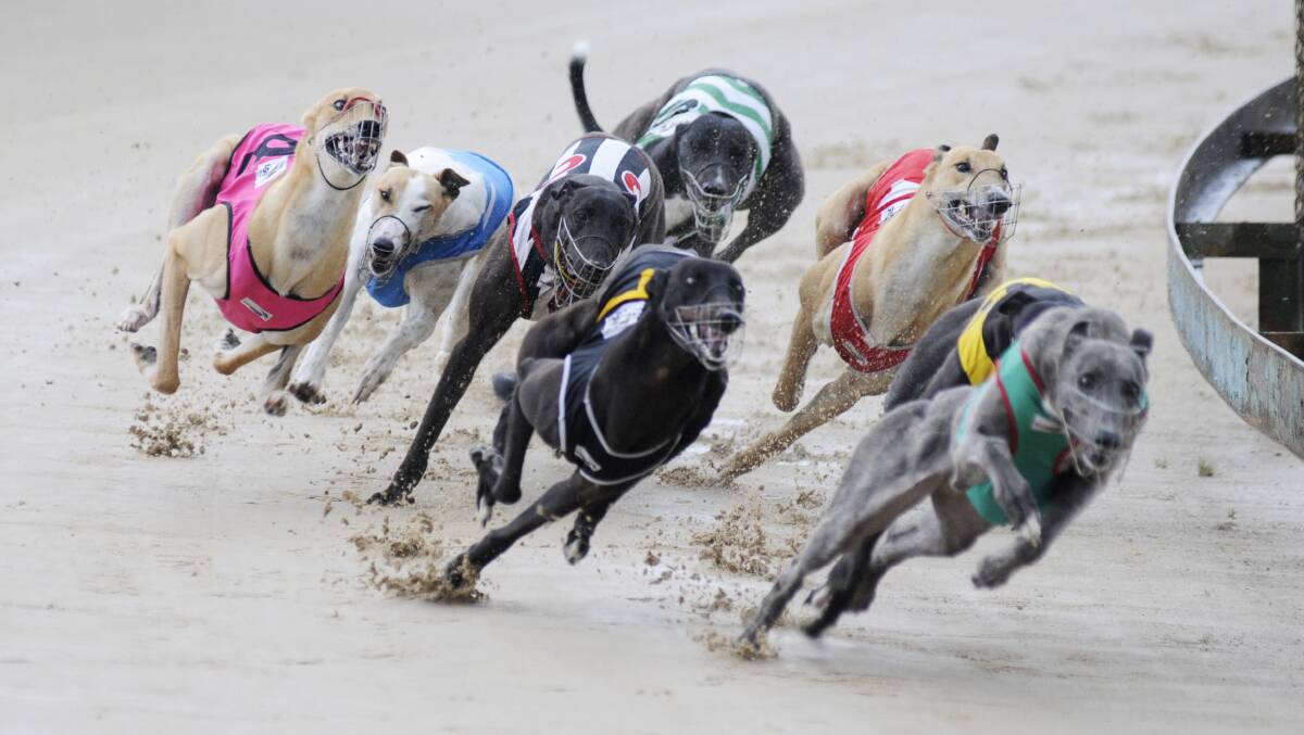 REPEAL DEAL: Legislation introduced this week to the NSW Parliament will repeal the ban on greyhound racing in NSW that was announced last year.
