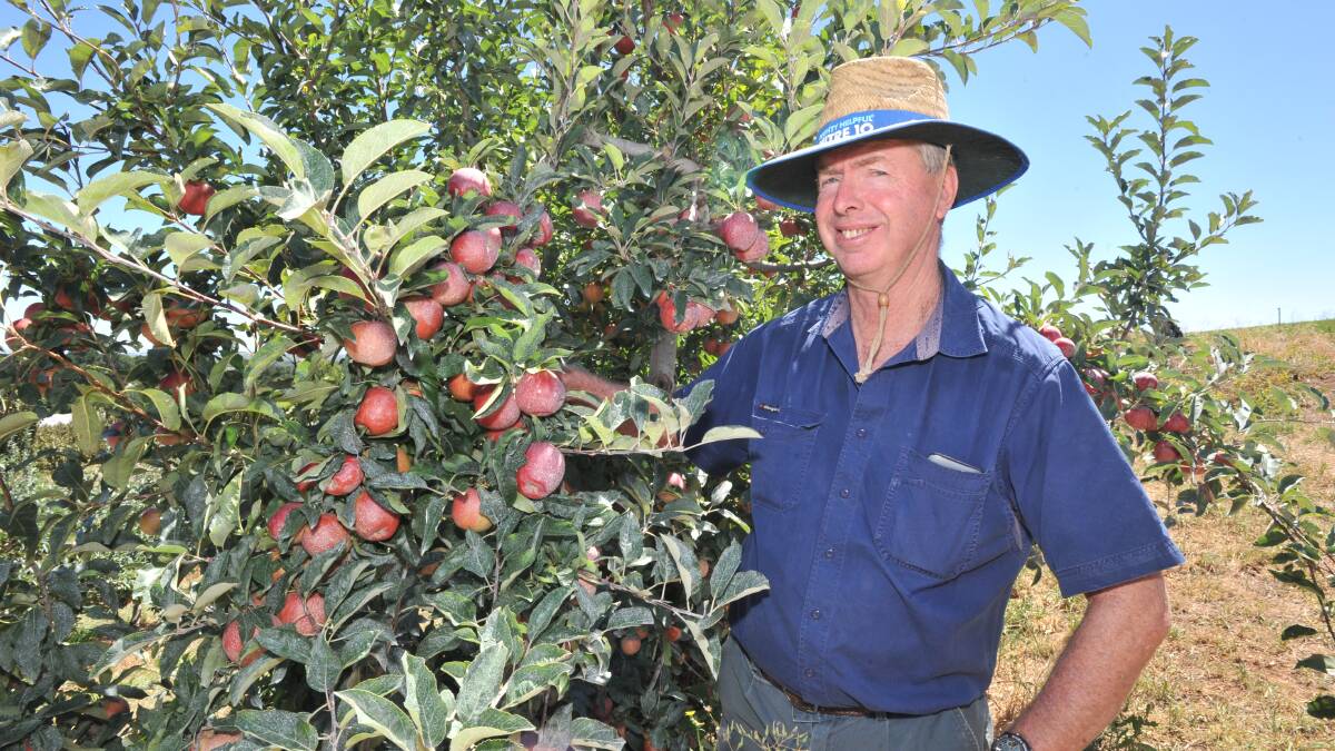 RIPE FOR PICKING: Orange orchardist Peter West examines the Gala apples that he will start picking within a few days. Photo: JUDE KEOGH