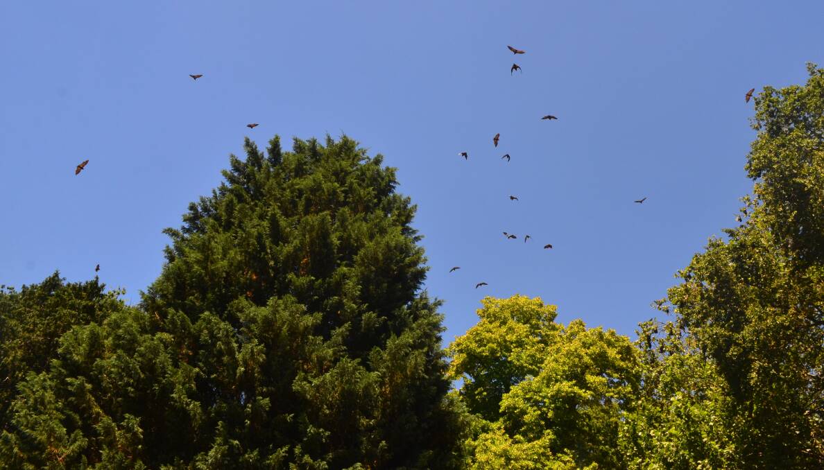 FLYING HIGH: Flying foxes swarm around the tops of large trees near the rose garden at the Kite Street end of Cook Park on Monday. Photo: DECLAN RURENGA 0116drbats1