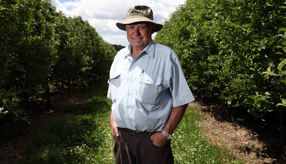 SAD DAY: Peter Darley is leaving the Daydawn orchard at Nashdale that was established by his father, Noel, more than 70 years ago. Photo: ANDREW MURRAY 1122amapp1