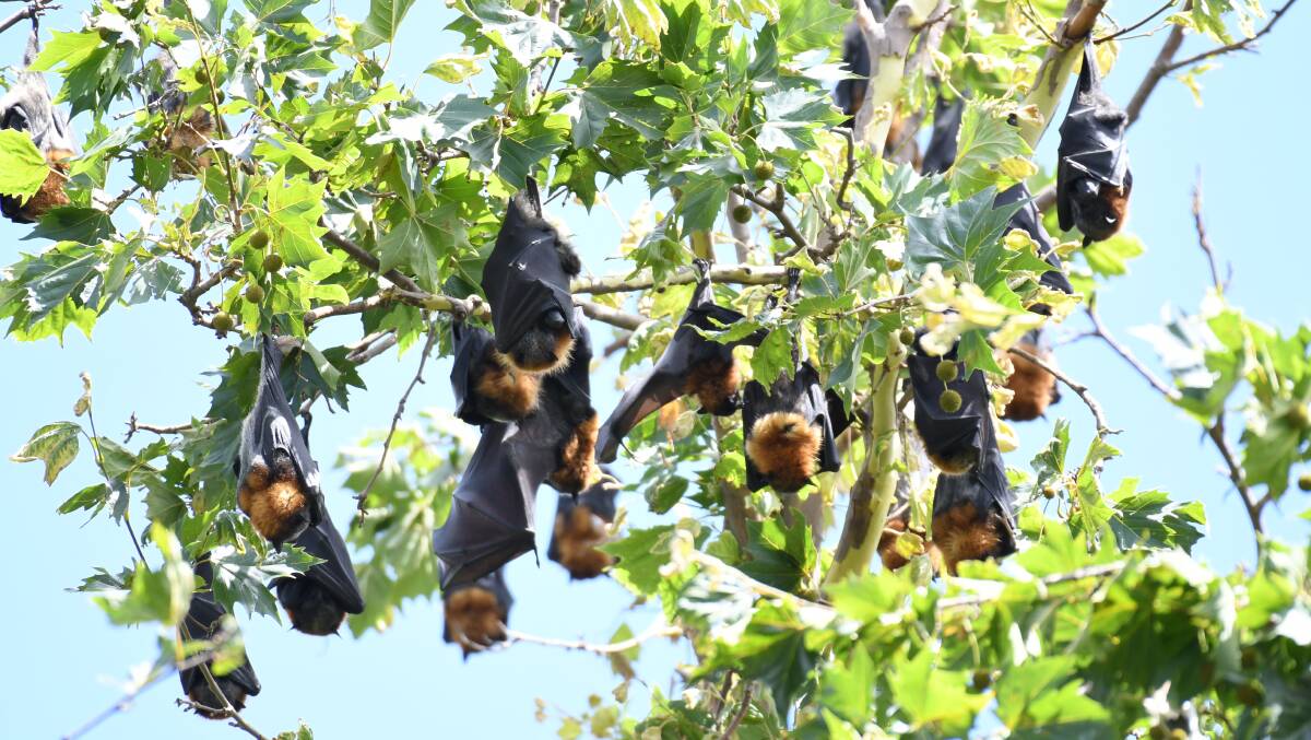 VISITORS: Bats in a tree in Cook Park this month. Photo: JUDE KEOGH 0110jkbats2