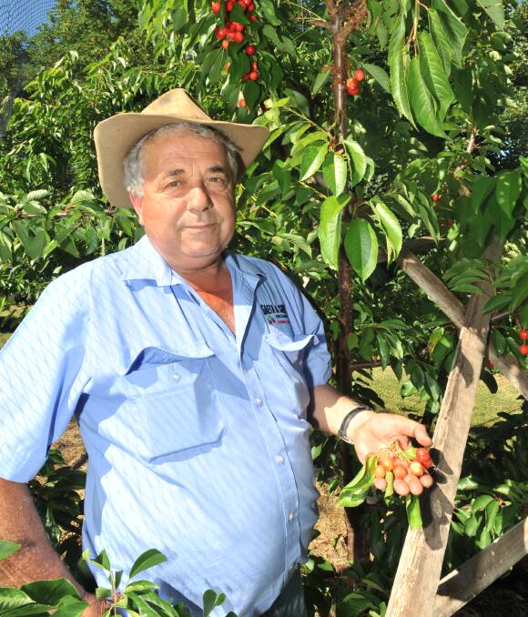 BAT ATTACK: Orchadist Guy Gaeta surveys some of his damaged cherries after three rows of his Orange crop were bitten by flying foxes on Tuesday night. Photo: JUDE KEOGH