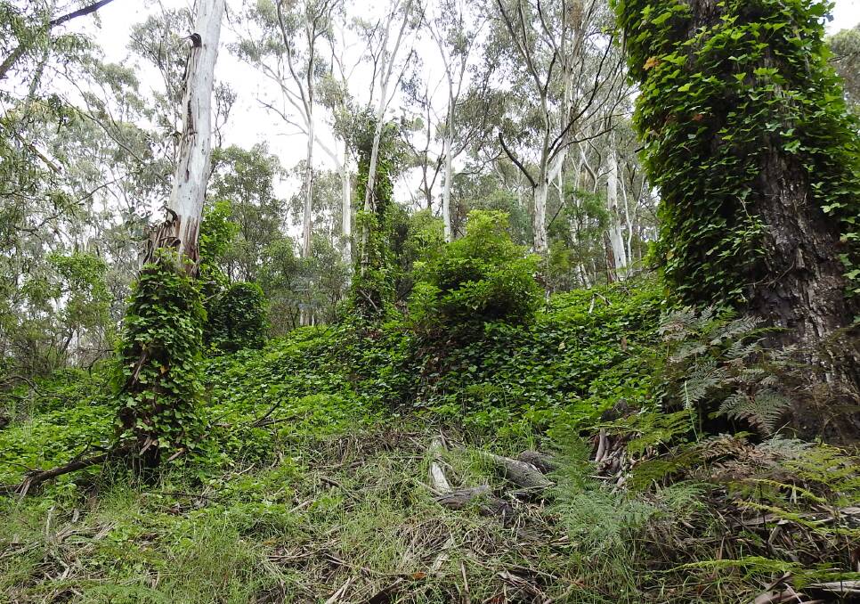 THE ENEMY: The ivy is strangling native plants on Mount Canobolas. Photo: Supplied