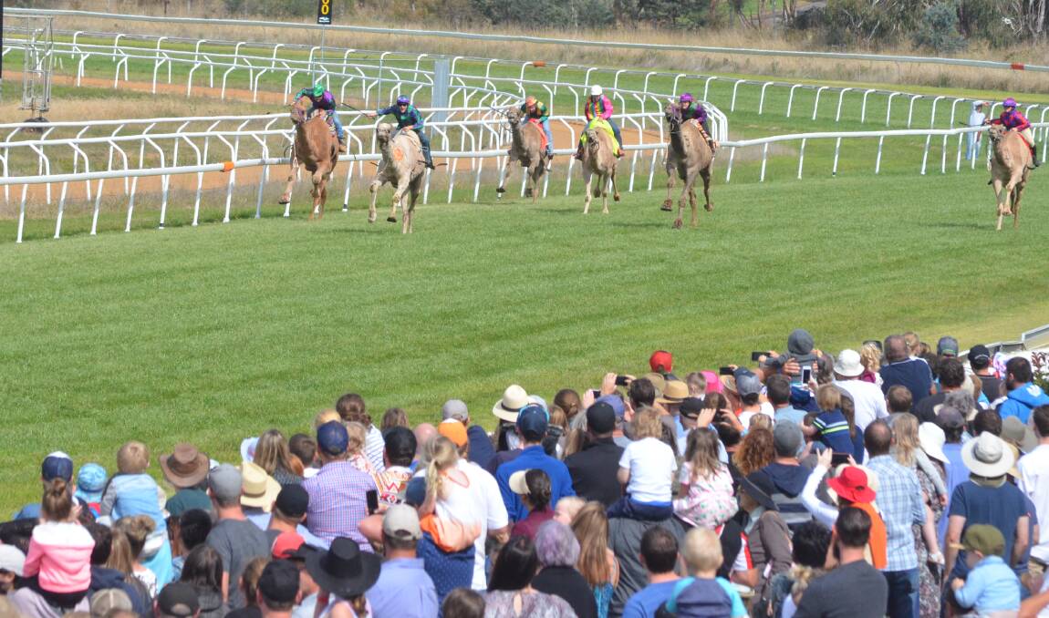 CROWD PLEASERS: The camels head down the straight at Towac Park before a big crowd last Sunday. Photo: DANIELLE CETINSKI