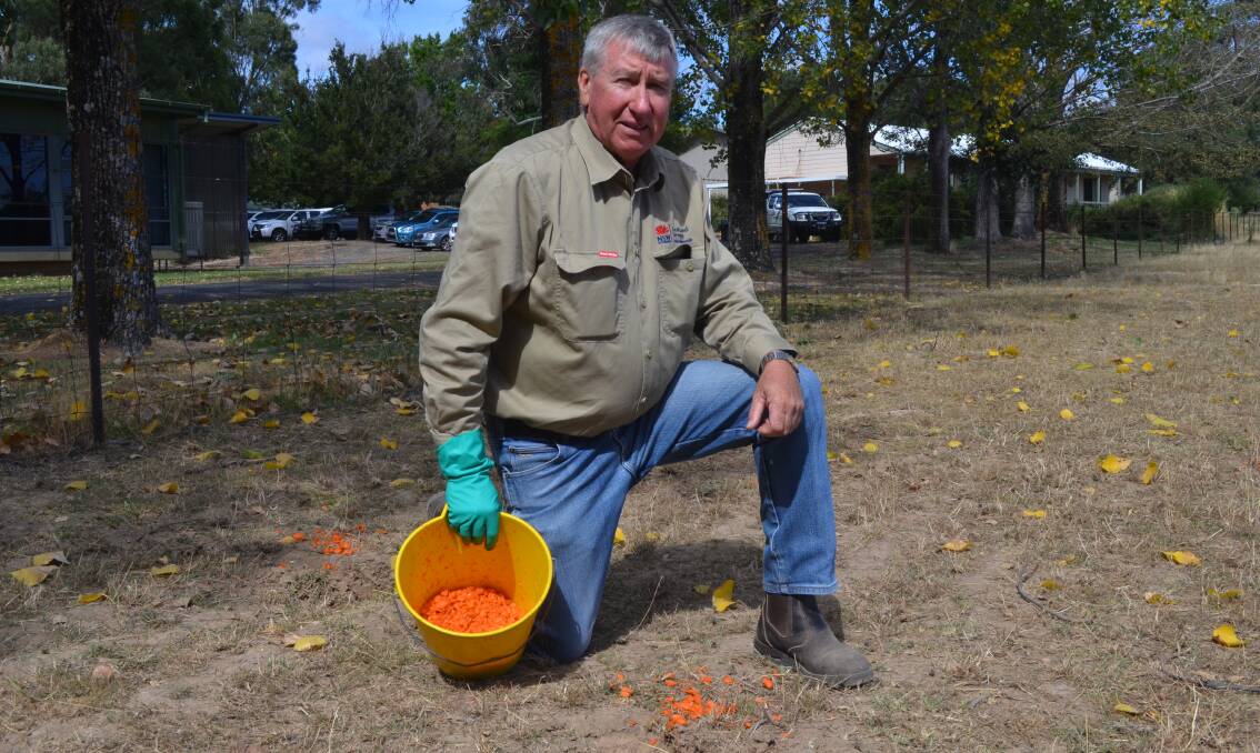 AGENT ORANGE: Biosecurity officer Scott Sullivan with some of the chopped carrots that will be laced with the rabbit calicivirus to kill wild rabbits. Photo: DAVID FITZSIMONS