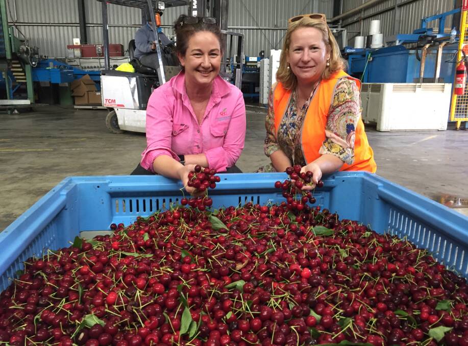 CHERRY RIPE: Orange producer Fiona Hall with the DPI's acting Deputy Director General Agriculture Kate Lorimer-Ward. Photo: DAVID FITZSIMONS 1312dfcherry2