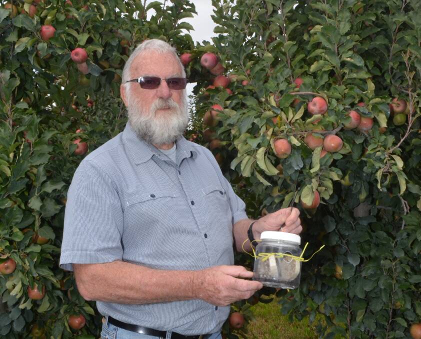 ATTACK WEAPON: Research scientist David Williams with a container of wasps ready to fight the codling moth threat to Orange region apples. Photo: DAVID FITZSIMONS