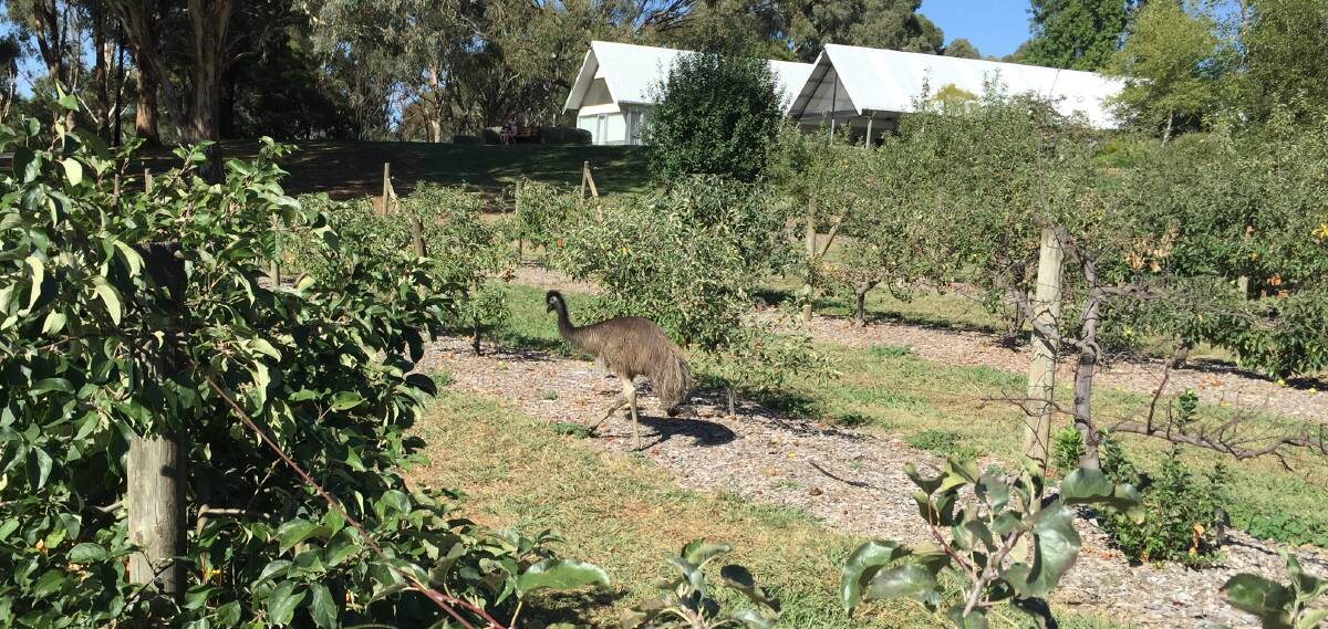 ON THE LOOSE: The emu wanders around the apple orchard at the Botanic Gardens on Sunday. Photo: DAVID FITZSIMONS 0304dfemu1