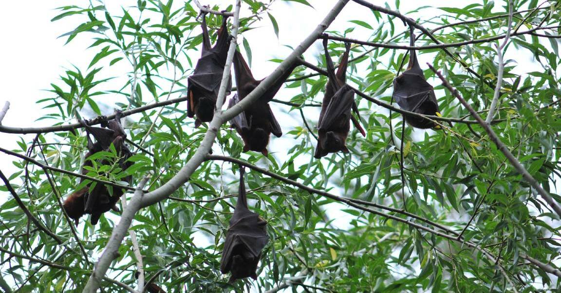 HANGING AROUND: Warmer temperatures might encourage fruit bats to stay longer in Orange. Photo: JUDE KEOGH 