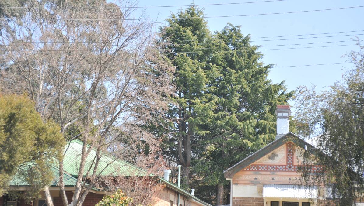 UNDER THREAT: Eight cypress trees are likely to be cut down inside the Wontama Aged Care Village. Photo: JUDE KEOGH 0920jktrees