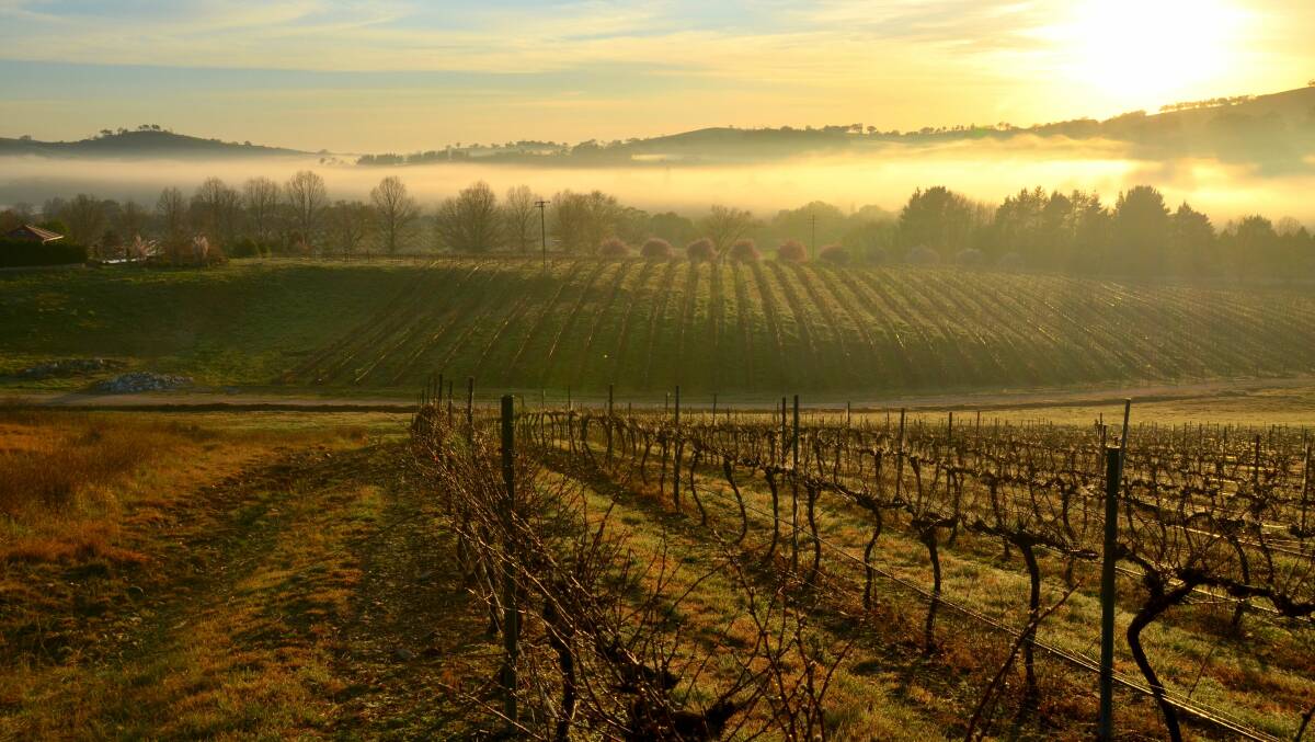 SCENIC: The view across an Orange vineyard captured by Alistair Harris.