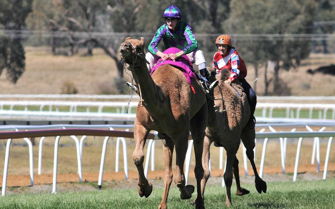 CAMEL RACING ROYALTY: If there's such a thing, Hookemup is as close to camel racing royalty as there is. She's pictured winning at Towac Park last year. Photo: STEVE GOSCH
