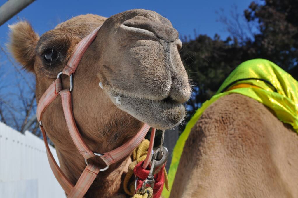 LEMON SQUEEZE: Lemon is one of the fastest camels on the racing circuit and could be a challenger for the Orange Cup. Photo: NICK McGRATH