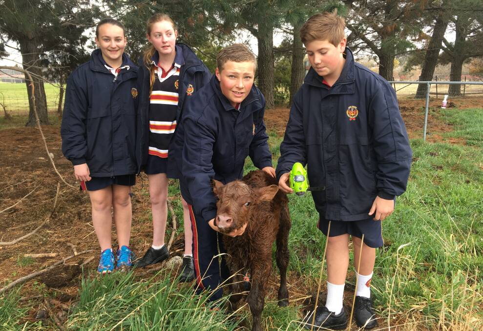 KEEPING TRACK: Year 7 students Hugh McKillop, Patrick Haydon, Georgia Holmes and Skye Carney with a new arrival whose birth was tracked on Moo Call. Photo: SUPPLIED

