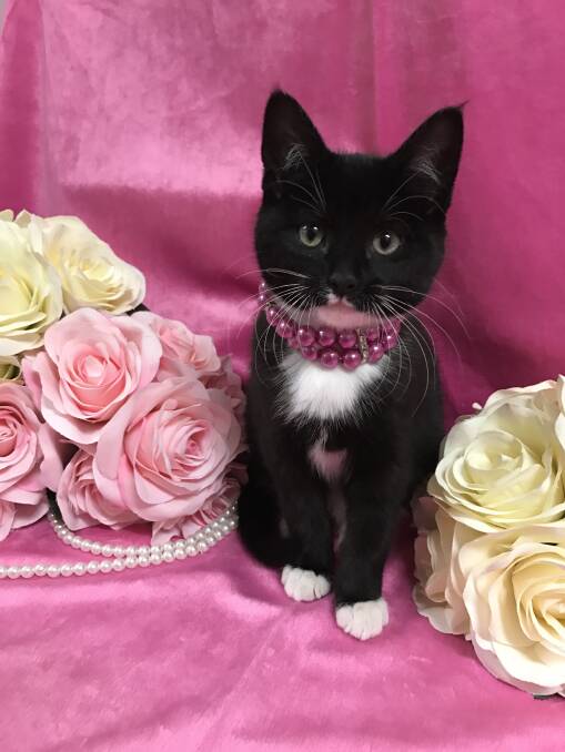 PURR MACHINE: Cute little Mildred is at Blossoms Rescue waiting to find her forever home. Photo: SUPPLIED