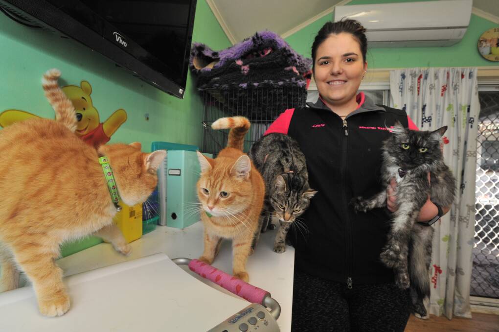 CLOWDER OF CATS: Blossoms Rescue owner Laura Ferguson with Penny, Peaches, Nikita and Bella. Photo: JUDE KEOGH