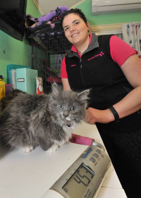 SAVING STRAYS: Lottie with Blossoms Rescue owner Laura Ferguson who has helped more than 1000 cats and kittens. Photo: JUDE KEOGH 0808jkblossoms2