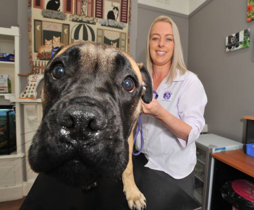 VACCINATION WARNING: Canobolas Family Pet Hospital vet nurse Cass Scurrah with Heidi is warning dog owners to get them vaccinated due to increased prevalence of parvovirus. Photo: JUDE KEOGH 0113jkparvo1