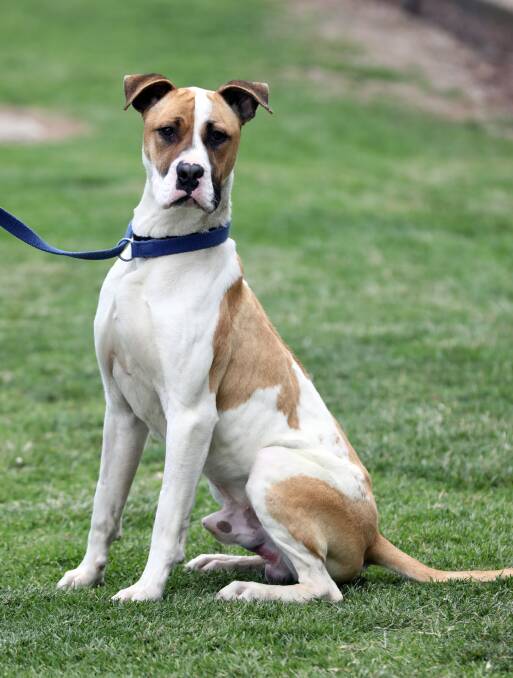 LOYAL: Zyro is a 15-month-old desexed male ridgeback cross who is ready to be adopted. Photo: ANDREW MURRAY