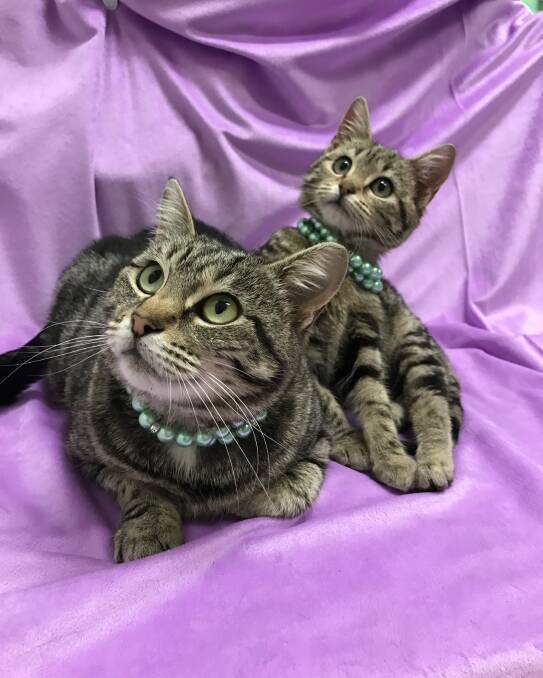 COMFORTABLE FUTURE: Nikita and Edee need an indoor home and will not be separated. Photo: SUPPLIED