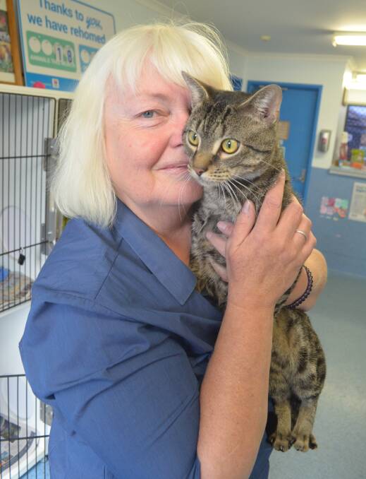 SMOOCHY: RSPCA menager Rita Perkins with Roger who arrived fearful but now enjoys his cuddles. Photo: ALEX CROWE