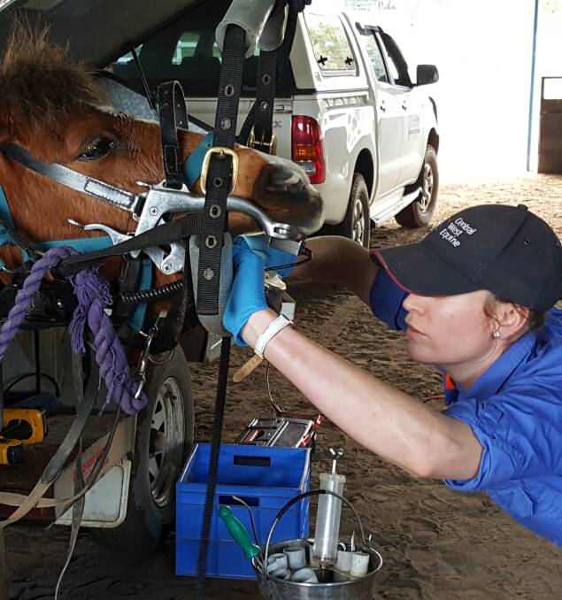 PEARLY WHITES: Dr Daniela Justus cleans Nugget the horse's teeth.