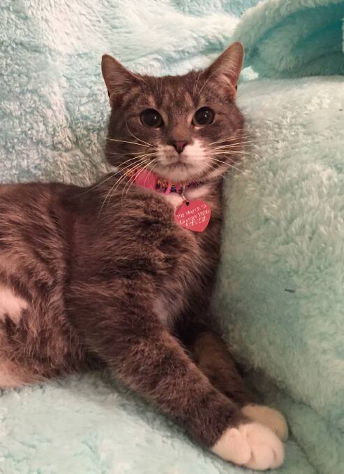Molly is a 10-month-old kitten who is now available from Blossoms Rescue.