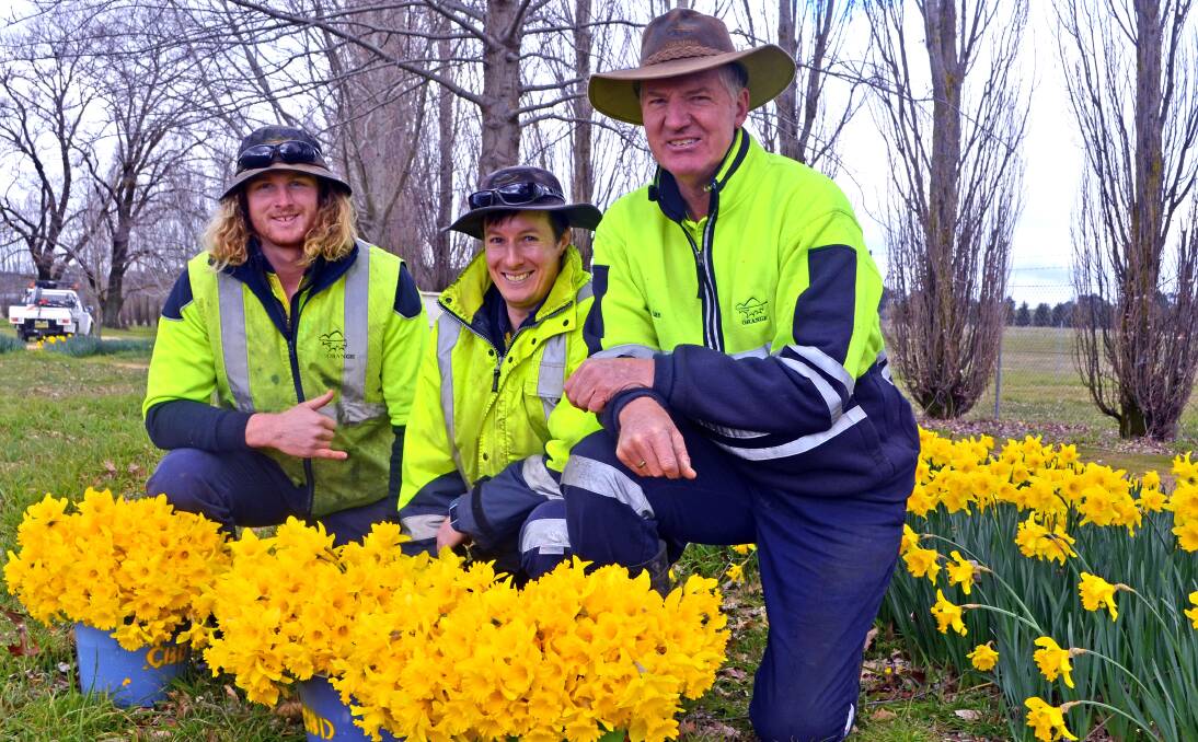 GROW HOPE: Orange City Council parks and gardens staff Nathan Potts, Phil Tiefel and Ian Kable picked daffodils from across the city for the Cancer Council. PHOTO: SUPPLIED